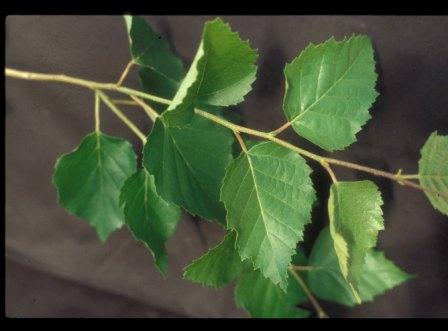 birch_leaves